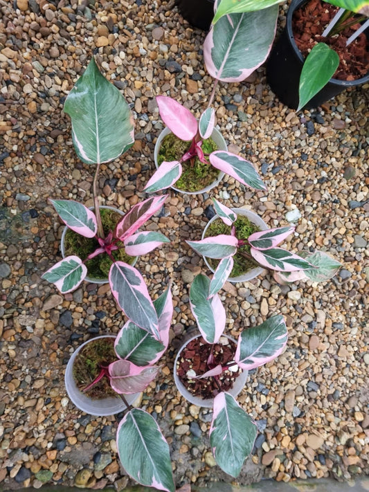 Philodendron Pink Mutation in a pot, surrounded by various potted plants. Features include unique pink and green variegated leaves, ideal for collectors of rare aroids.