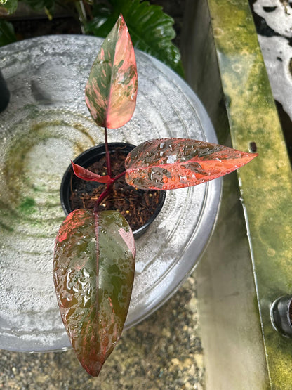 Philodendron Fire Princess plant in a pot, showcasing its distinctive leaves. Featured in a collection of rare, variegated aroids available for wholesale.