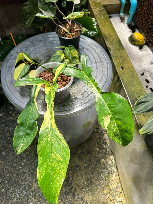 Philodendron Joepii Variegated plant in a decorative pot, showcasing unique leaf patterns, ideal for collectors seeking rare, exquisite aroids.