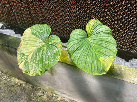 Close-up of Philodendron Plowmanii Variegated, showcasing its distinctive green and white variegated leaf patterns, ideal for rare plant collectors.