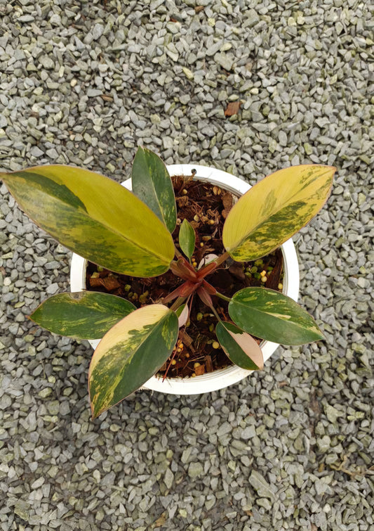 Philodendron Red Congo Variegated in a pot on gravel, featuring close-up views of its distinct leaves, ideal for collectors seeking rare aroids.