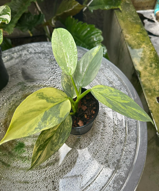 Philodendron Silver Sword Variegated in a pot, featuring close-up leaves with variegation details, ideal for plant enthusiasts seeking rare aroids.