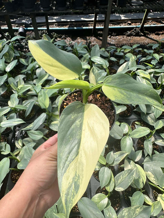 Hand holding a Philodendron Silver Sword Variegated plant, showcasing its distinctive leaf structure, suitable for rare plant collectors and garden enthusiasts.