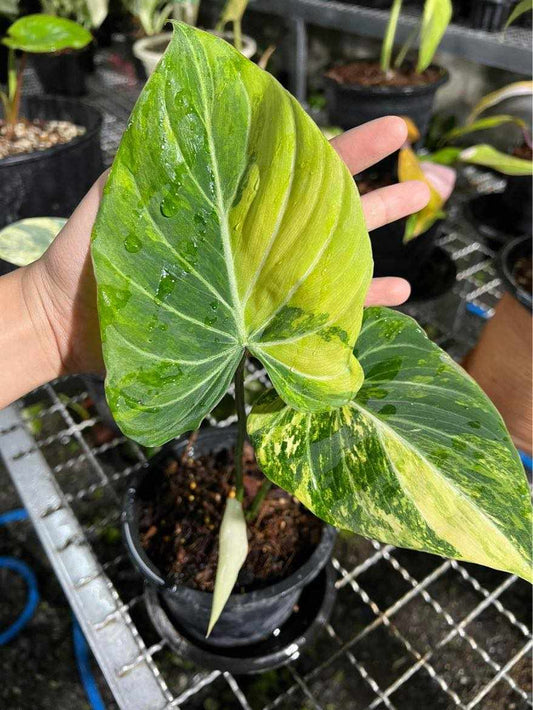 Philodendron Gloriosum Variegated with a hand displaying its distinct green leaf. Ideal for rare plant enthusiasts seeking unique aroid varieties.