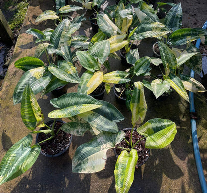 Alt text: Schissmatoglottis Walichii Variegated plants in pots showcasing close-up views of their distinct leaf patterns and variegation.