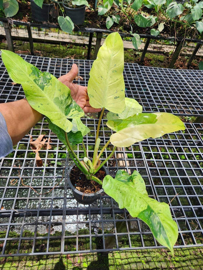 Hand holding a Philodendron Whipple Way plant, showcasing its lush, variegated leaves, part of a collection featuring rare aroids for wholesale.