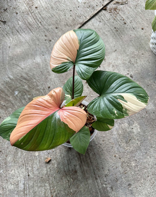 Close-up of a Homalomena Rubescens Pink Variegated plant showcasing its unique variegated leaves, highlighting the intricate patterns and texture of this rare aroid.