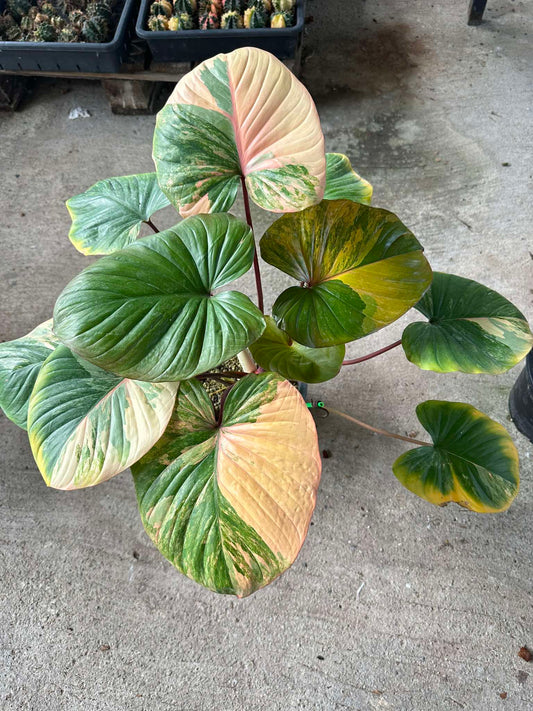 Variegated Homalomena Rubescens plant with distinct green and yellow leaves, showcasing a close-up of its unique foliage pattern.