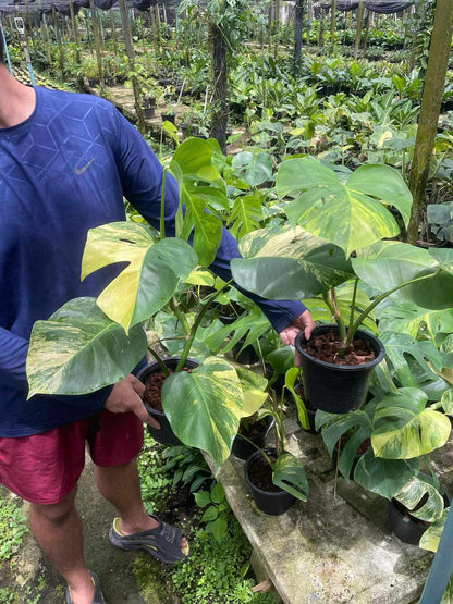 Person holding Monstera Borsigiana Aurea Variegated with golden-yellow variegation and fenestrated leaves, showcasing intricate patterns as they mature.