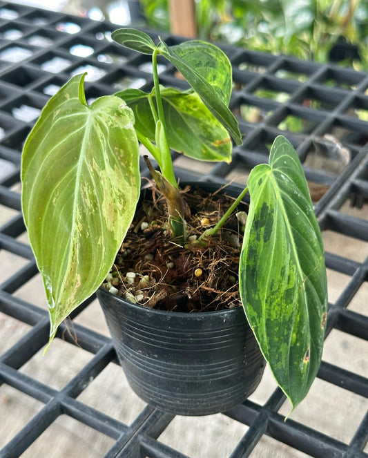 Philodendron Melanochrysum Variegated in a pot, showcasing its large, velvety leaves with distinct yellow veins, ideal for indoor climbing.