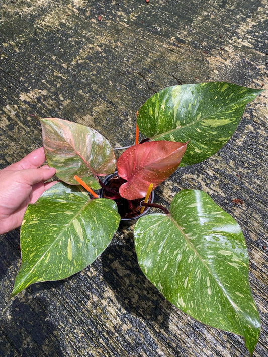 Philodendron Orange Princess plant in a pot, held by a hand, showcasing its vibrant, marbled leaves and upright growth suitable for indoor settings.