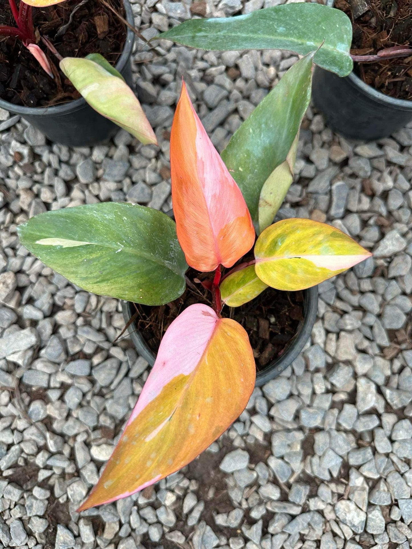 Philodendron Persimmon Princess in a pot with lush foliage, showcasing vibrant leaves. Ideal for adding tropical charm to indoor spaces.