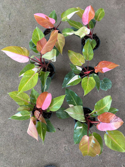 Philodendron Persimmon Princess potted plants with diverse leaf patterns, showcasing a blend of green, pink, and red variegation, highlighting the plant's unique foliage.