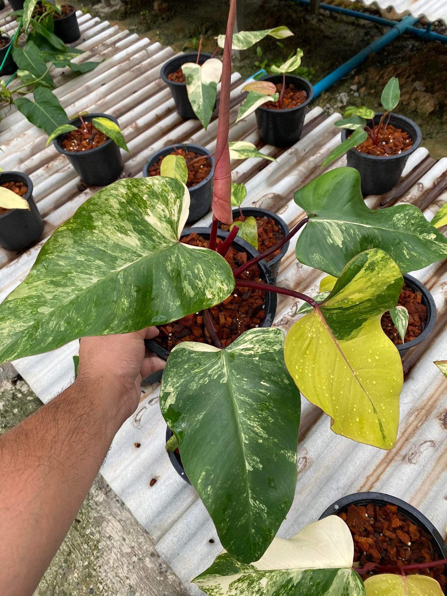 A hand holds a Philodendron Strawberry Shake in a flowerpot, showcasing its lush, variegated leaves ideal for houseplant enthusiasts.