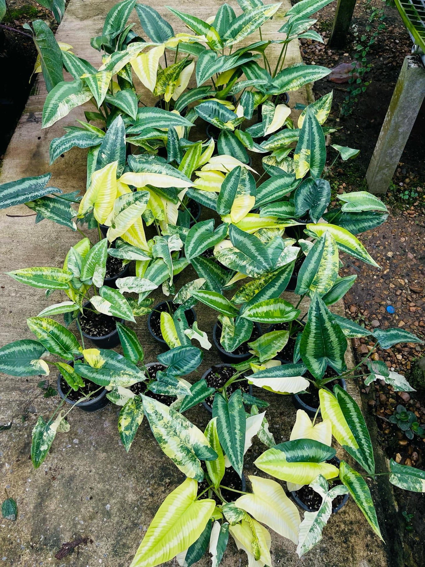 Variegated Schismatoglottis Walichii plant in a pot with distinctive green and white leaves, showcasing its unique foliage pattern.