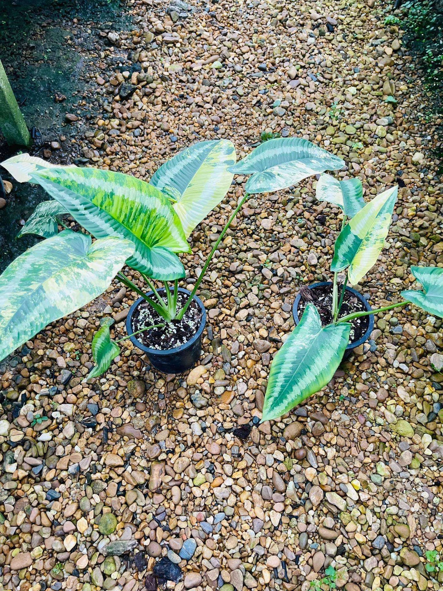 Schismatoglottis Walichii Variegated in a pot, surrounded by other potted plants, showcasing its unique variegation in an outdoor setting.