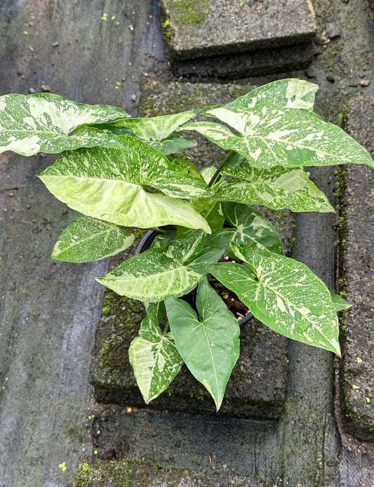 Syngonium Panda in a pot, showcasing its distinctive leaves, ideal for collectors of rare, variegated aroids.